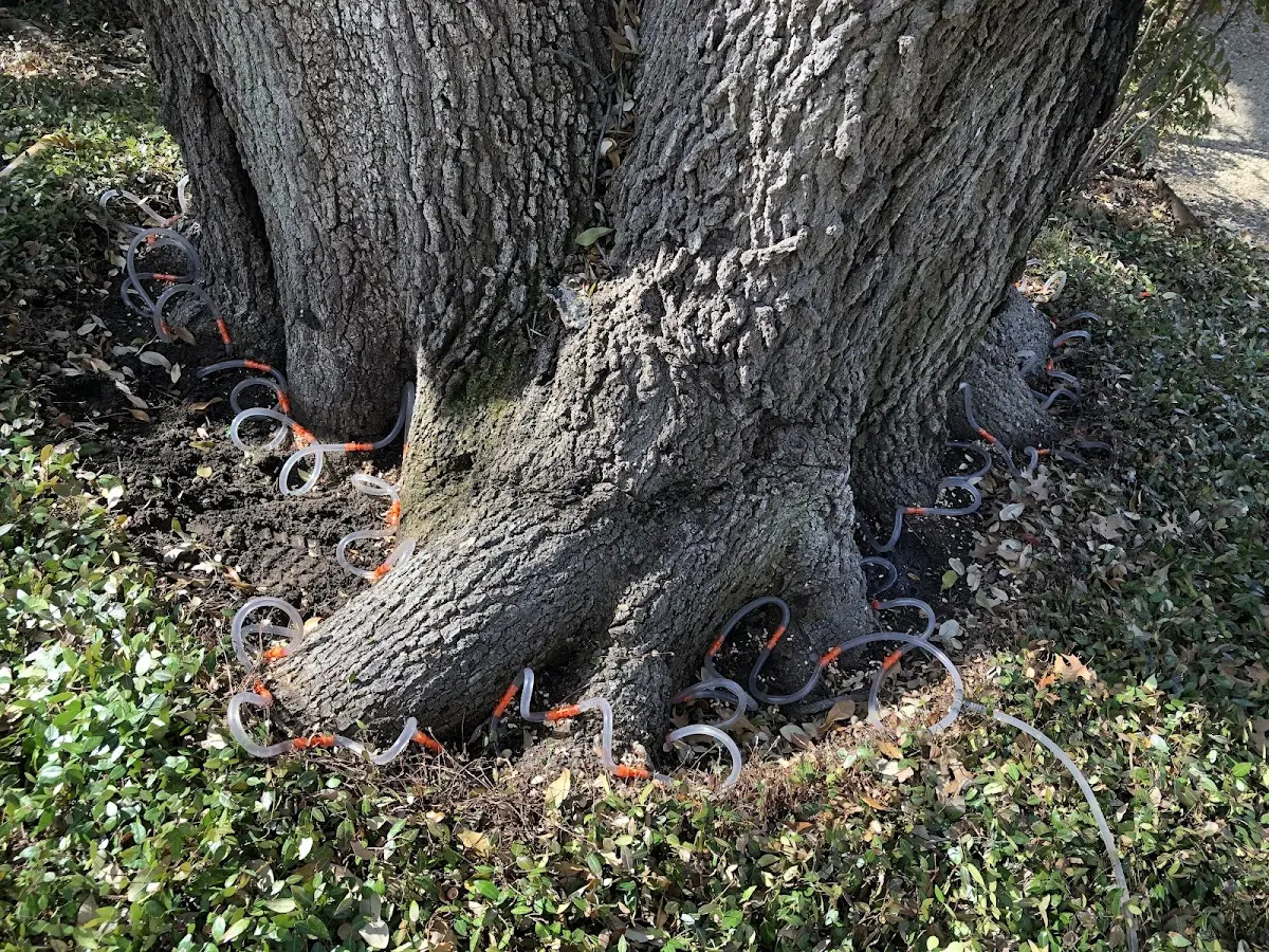 Detailed Tree Cabling and Bracing job site in Hay Springs