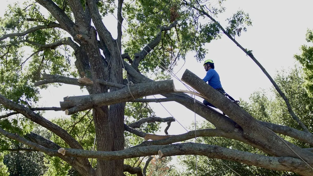 Professional Hazardous Tree Removal performed by certified arborists in Hay Springs