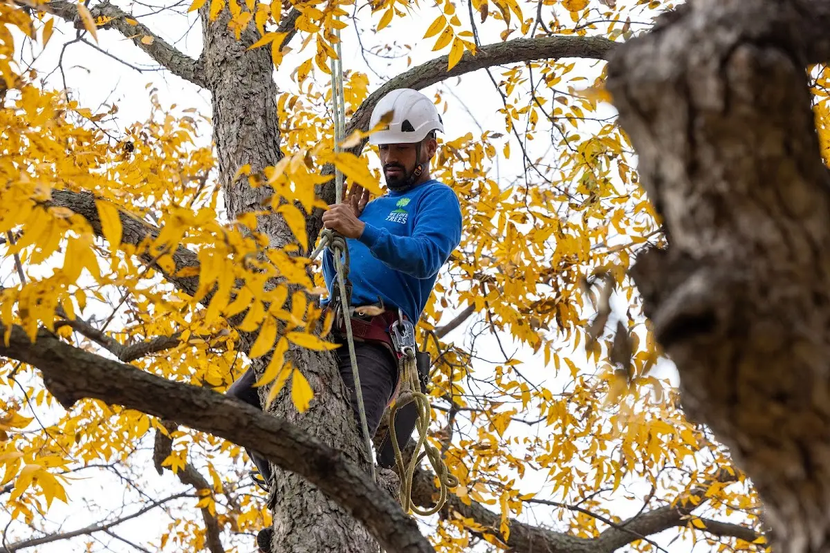 Skilled Tree Pruning crew working in Hay Springs